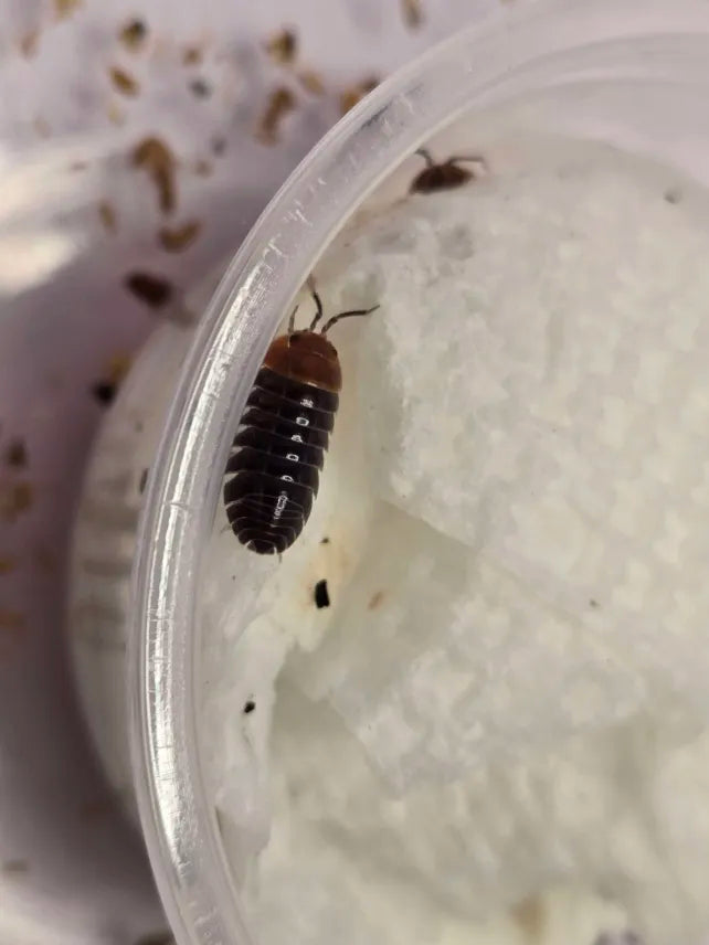 Armadillidium flavoscutatum