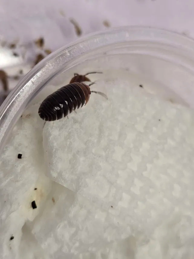 Armadillidium flavoscutatum
