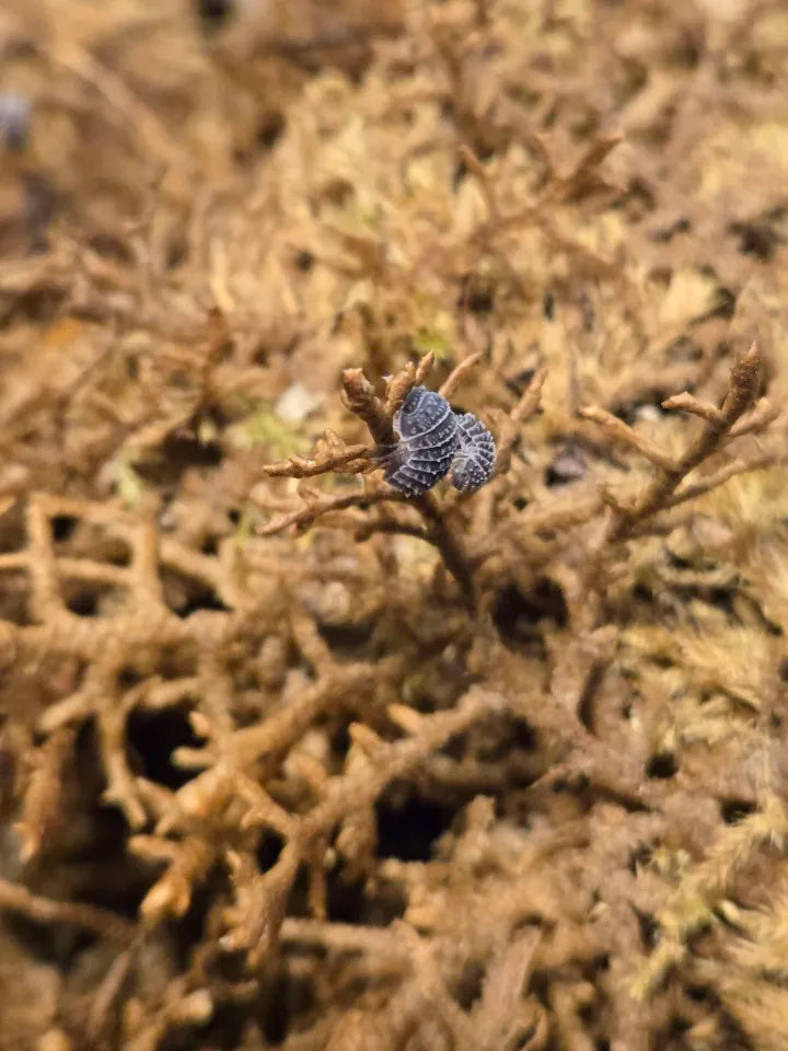 Armadillio tuberculatus