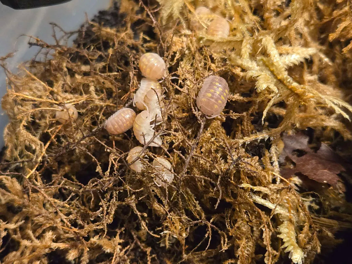 Armadillidium Granulatum T+ Albino