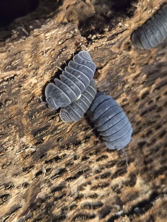 Armadillio tuberculatus
