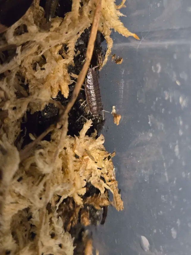 Porcellionides sexfasciatus