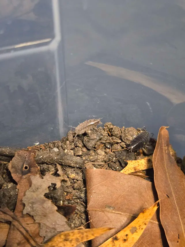 Porcellionides sexfasciatus