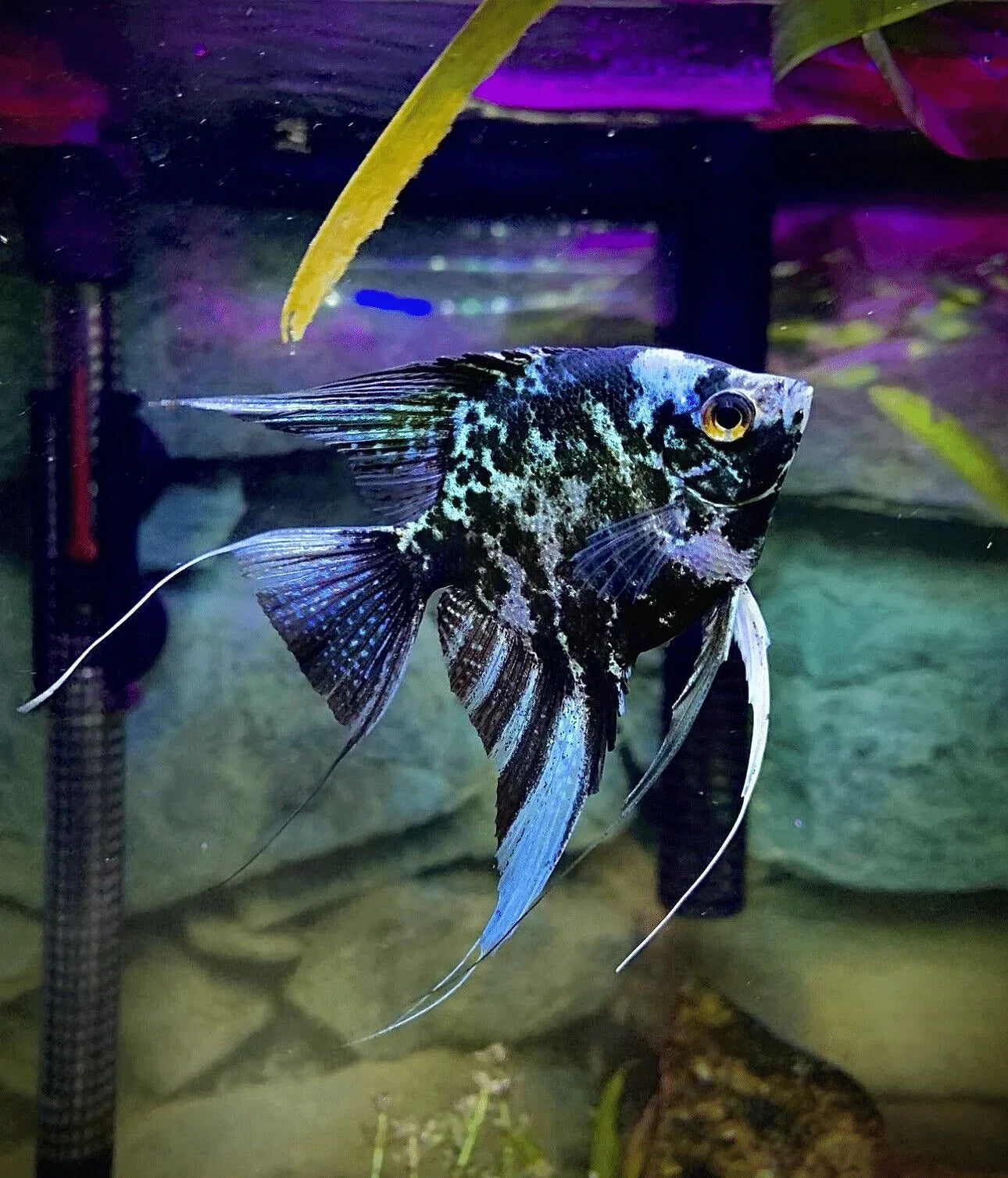 Marble Angelfish (Pterophyllum scalare)