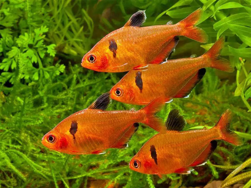 6+ Serpae Tetra