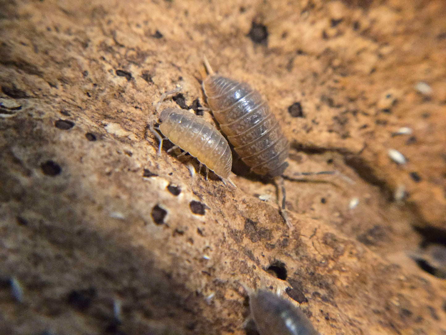 Porcellionides sp. Flamingo