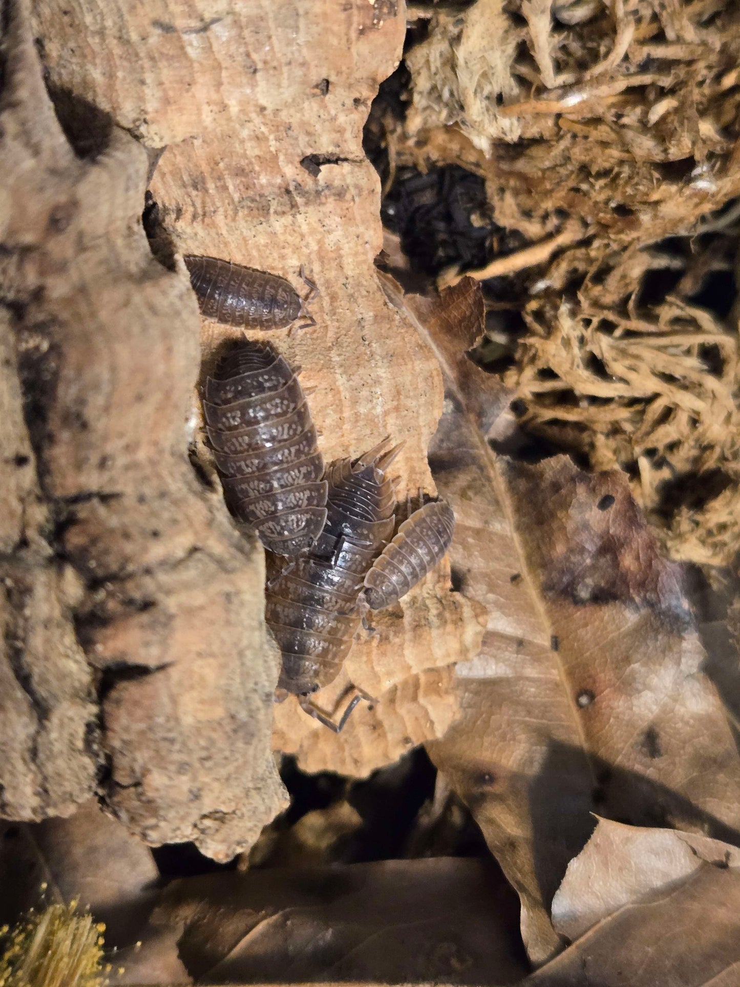 Porcellionides sp. Flamingo