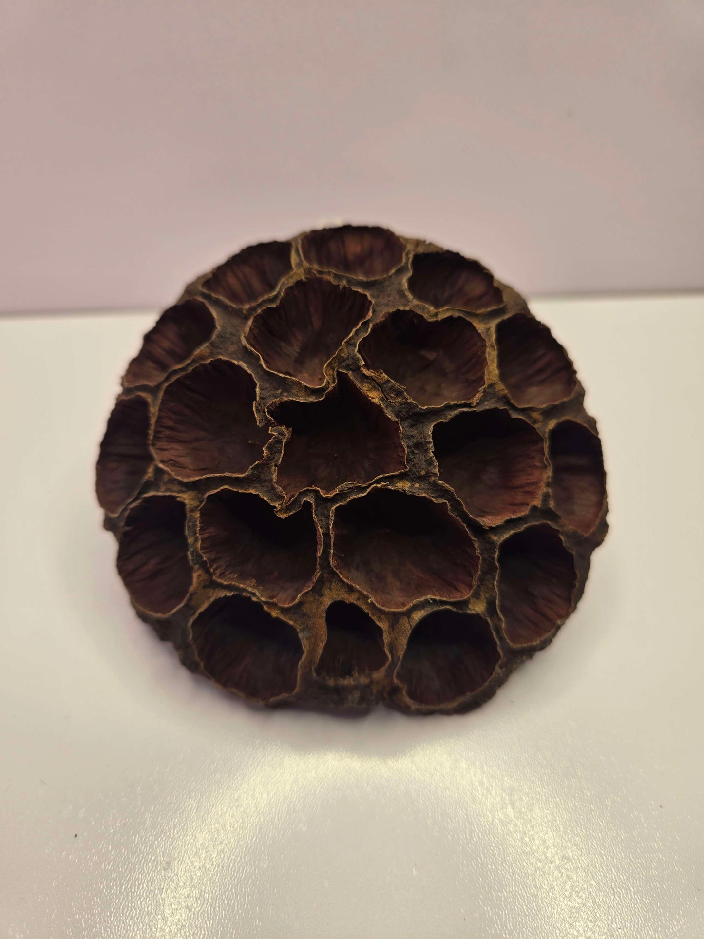 Pod Packs! Isopod Hides - Large Lotus Head Pod