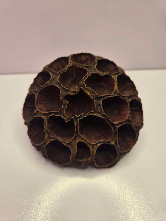 Pod Packs! Isopod Hides - Large Lotus Head Pod