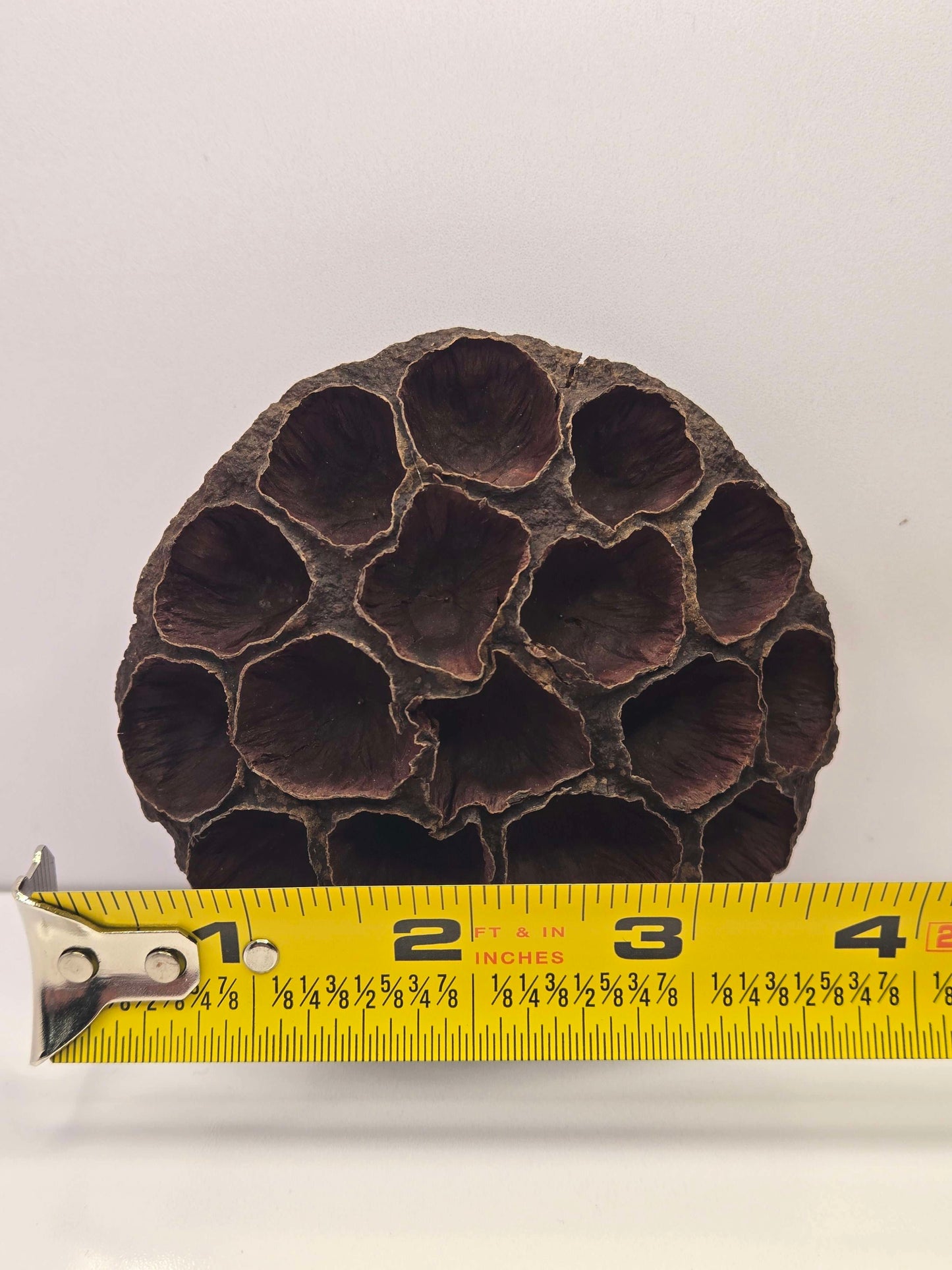 Pod Packs! Isopod Hides - Large Lotus Head Pod