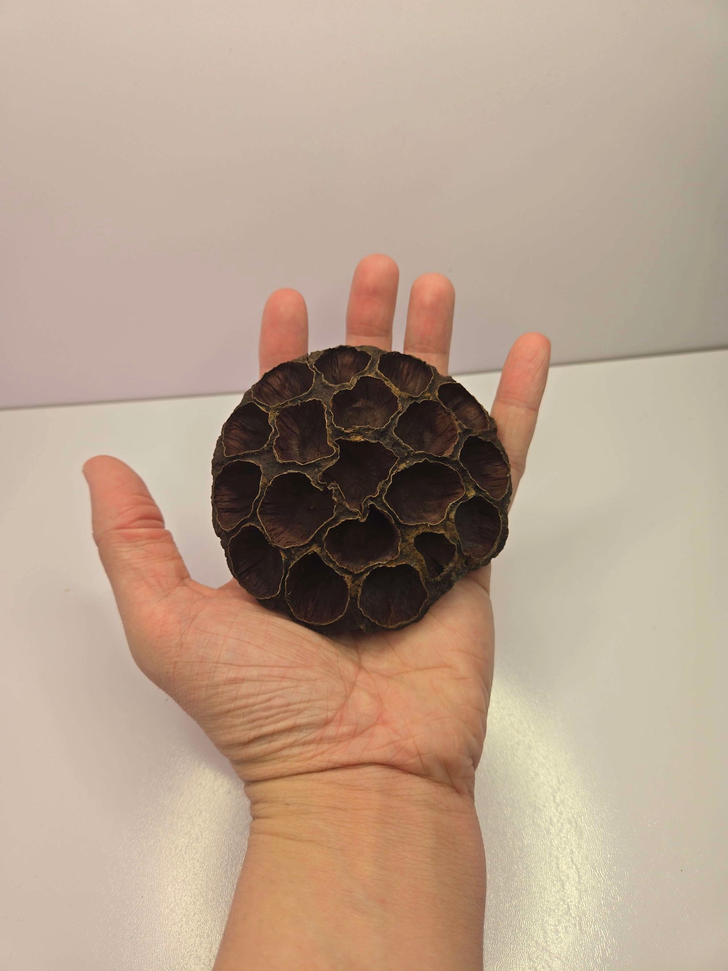 Pod Packs! Isopod Hides - Large Lotus Head Pod