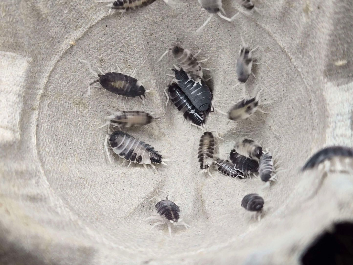 Porcellionides pruinosus Oreo Crumble