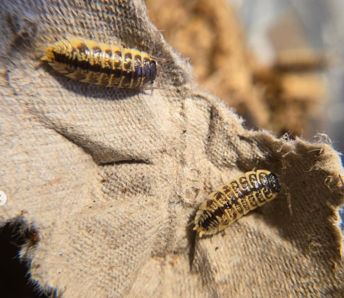 Porcellio ornatus Chocolate High Yellow