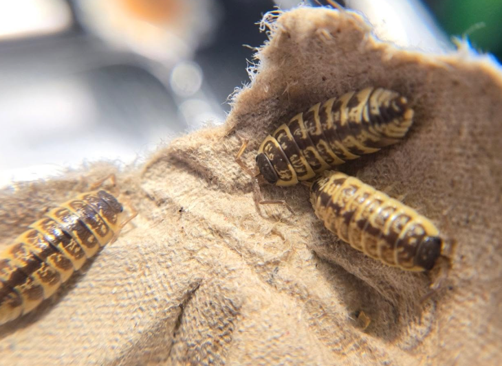 Porcellio ornatus Chocolate High Yellow