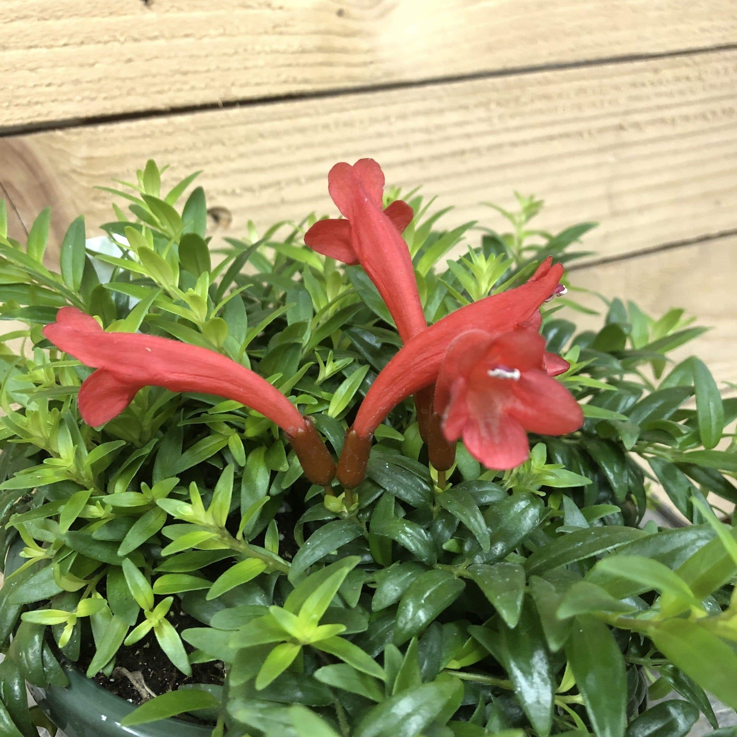 Aeschynanthus Lipstick Japhrolepis, 2" Plant