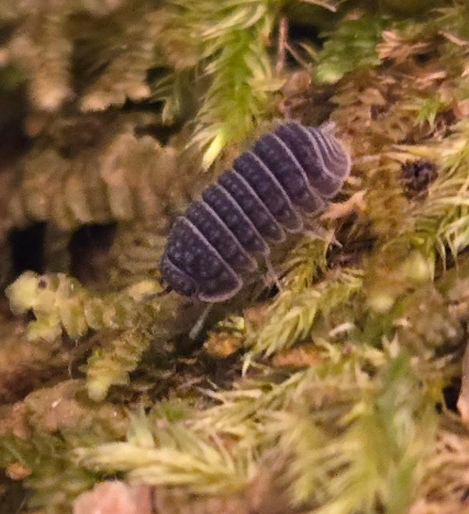 Armadillio tuberculatus