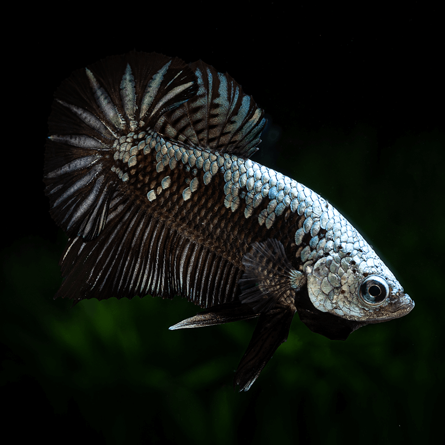Aquatics