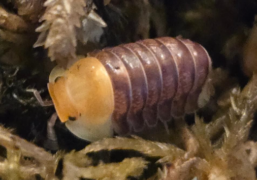 Isopods
