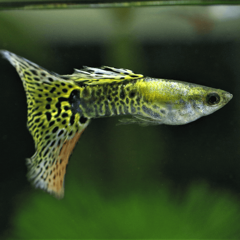 Guppies & Endlers