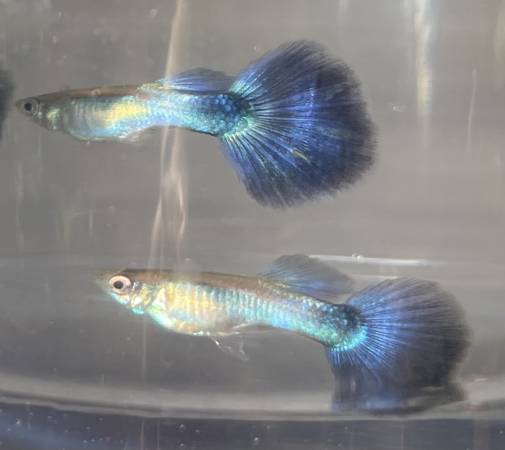 Blue Diamond Guppy 1 X PAIR