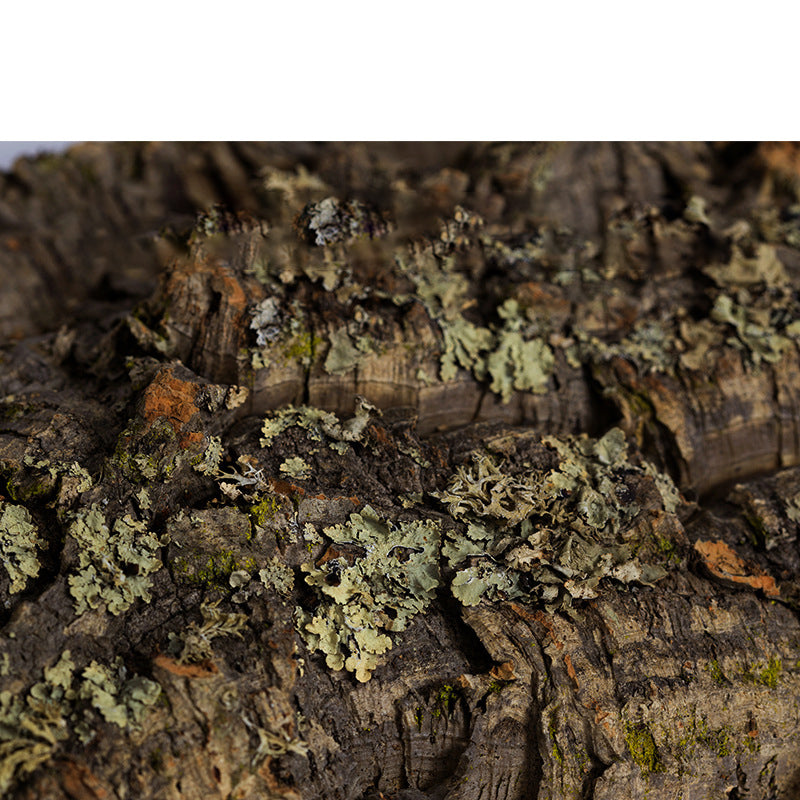 Cork Bark Hides for Isopods, Reptiles, Amphibians, and other Invertebrates