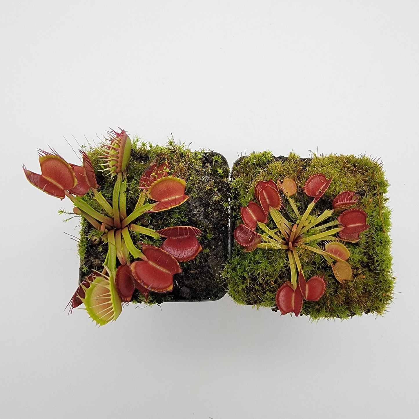 Venus flytrap (Dionaea muscipula) 'Long Red Fingers'