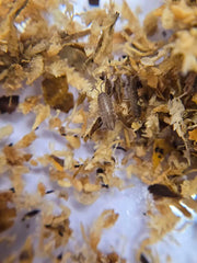 Porcellionides sexfasciatus