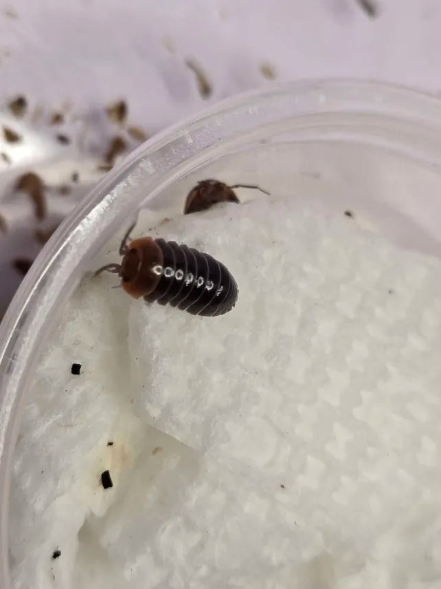Armadillidium flavoscutatum