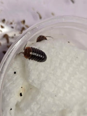 Armadillidium flavoscutatum