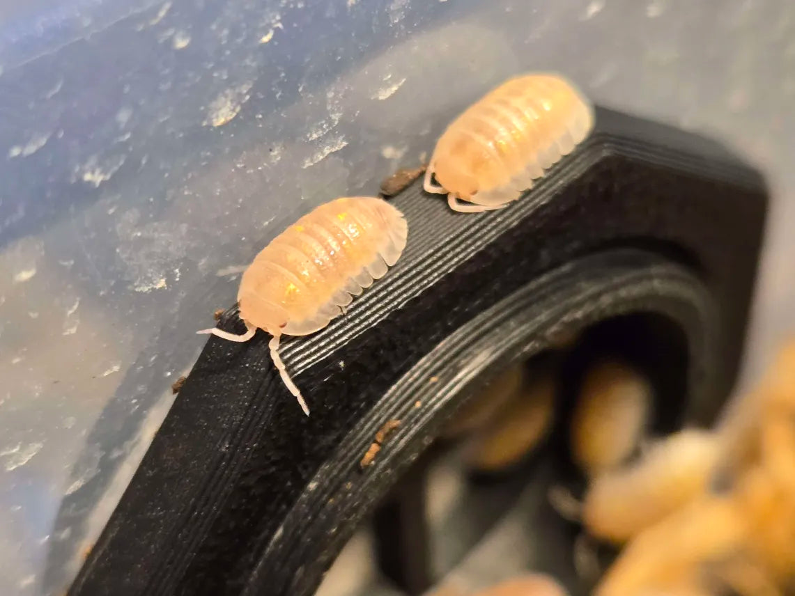 Armadillidium Granulatum T+ Albino