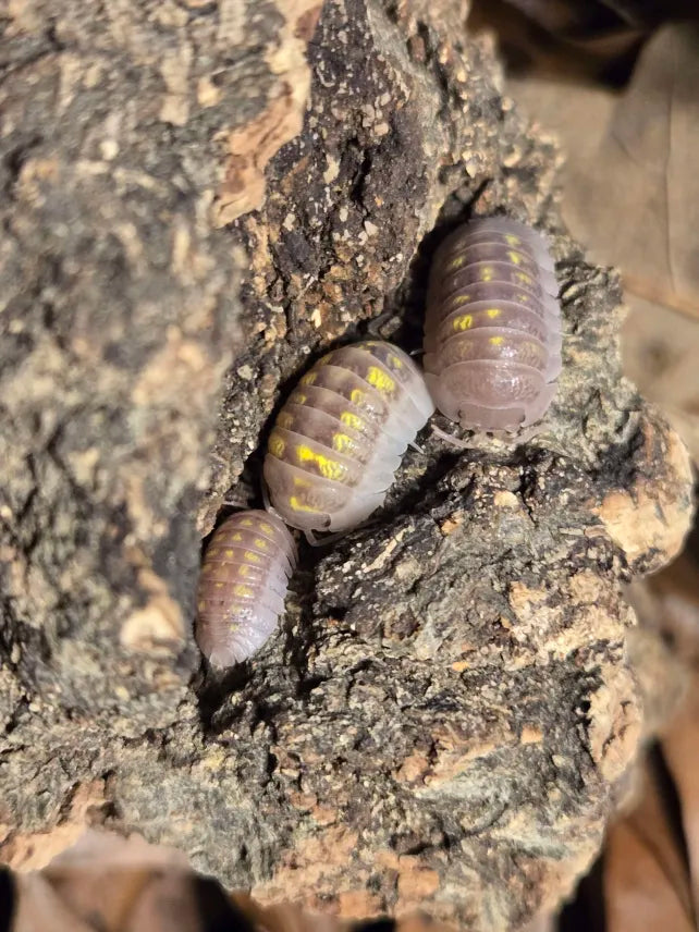Armadillidium Granulatum T+ Albino