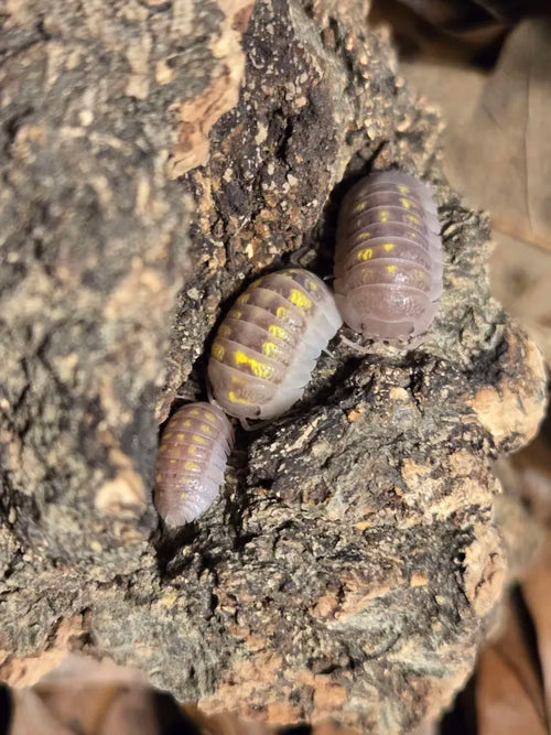 Armadillidium Granulatum T+ Albino