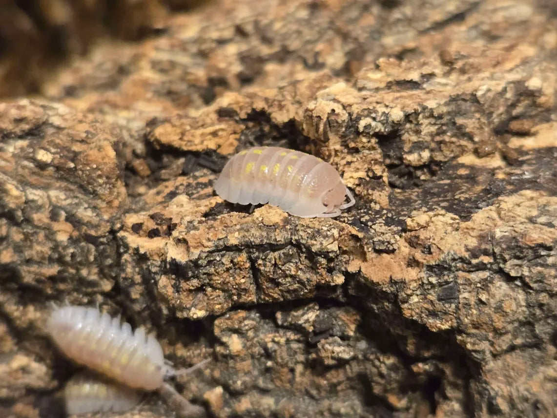 Armadillidium Granulatum T+ Albino