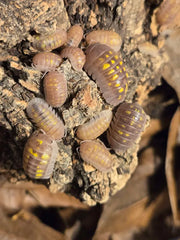 Armadillidium Granulatum T+ Albino