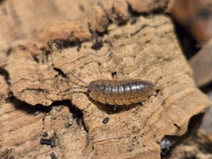 Porcellionides sp. Flamingo