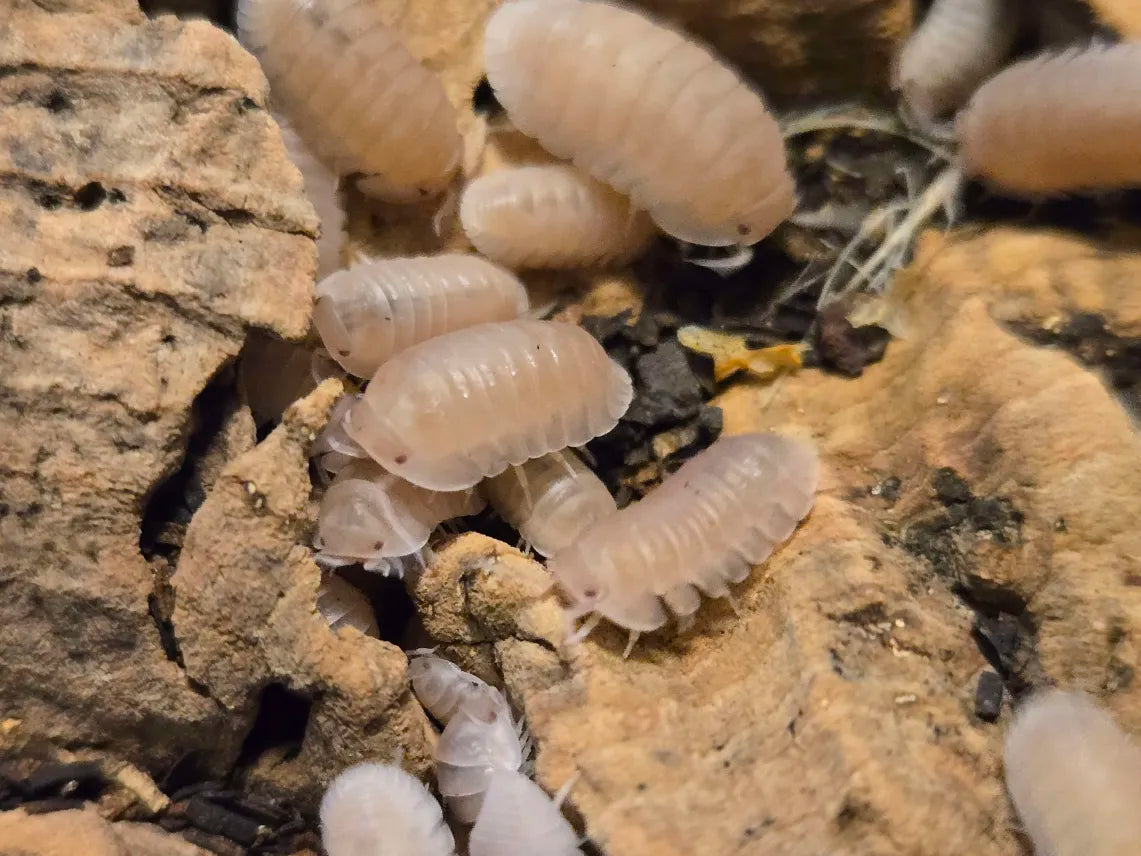 Cubaris sp. Sakura