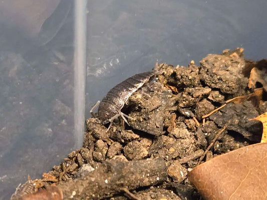 Porcellionides sexfasciatus