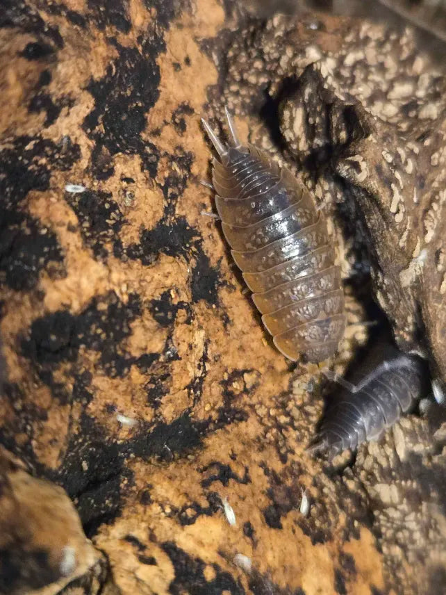 Porcellionides sp. Flamingo