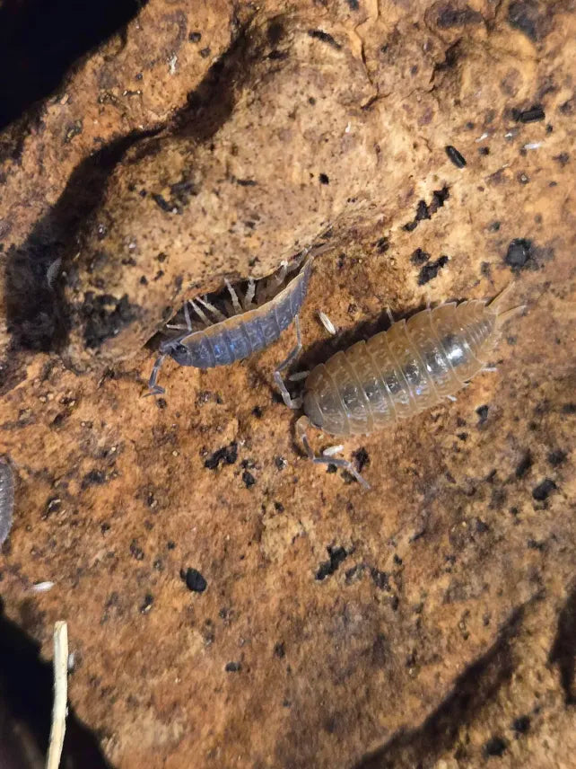 Porcellionides sp. Flamingo