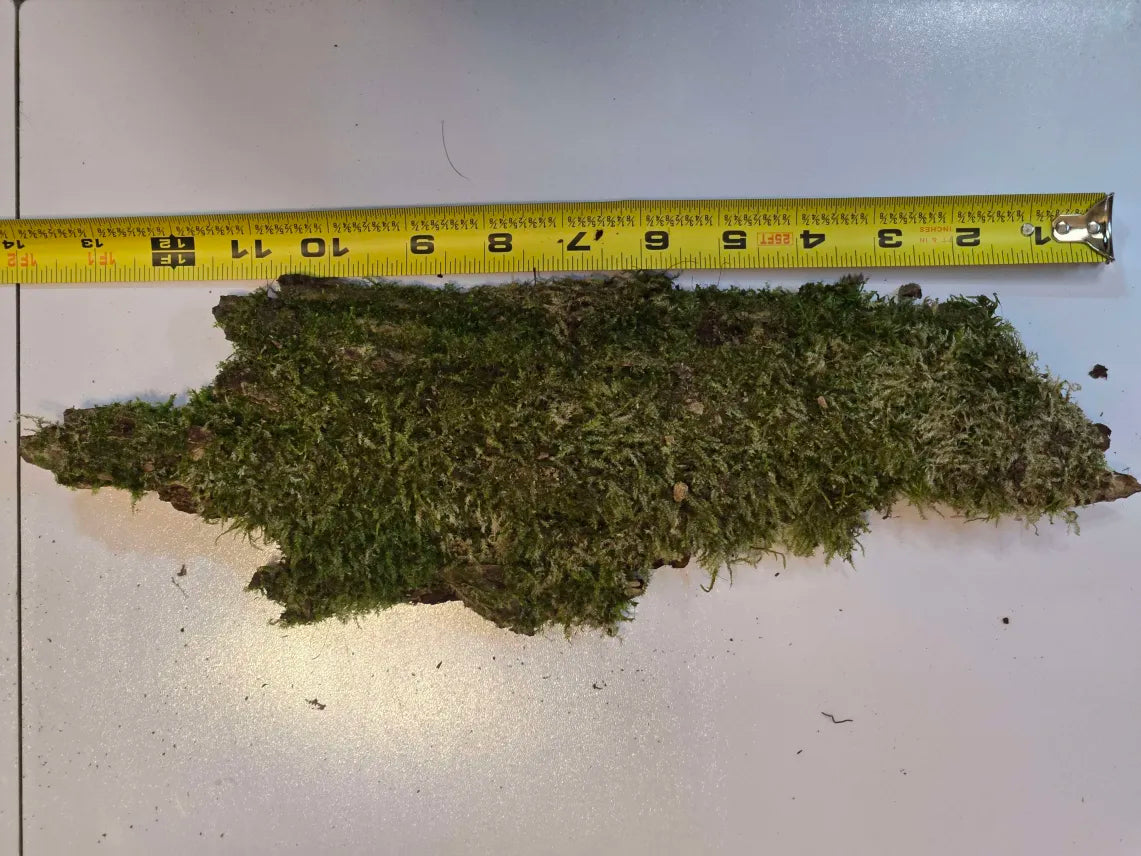 Mossy Bark Hides