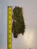 Mossy Bark Hides