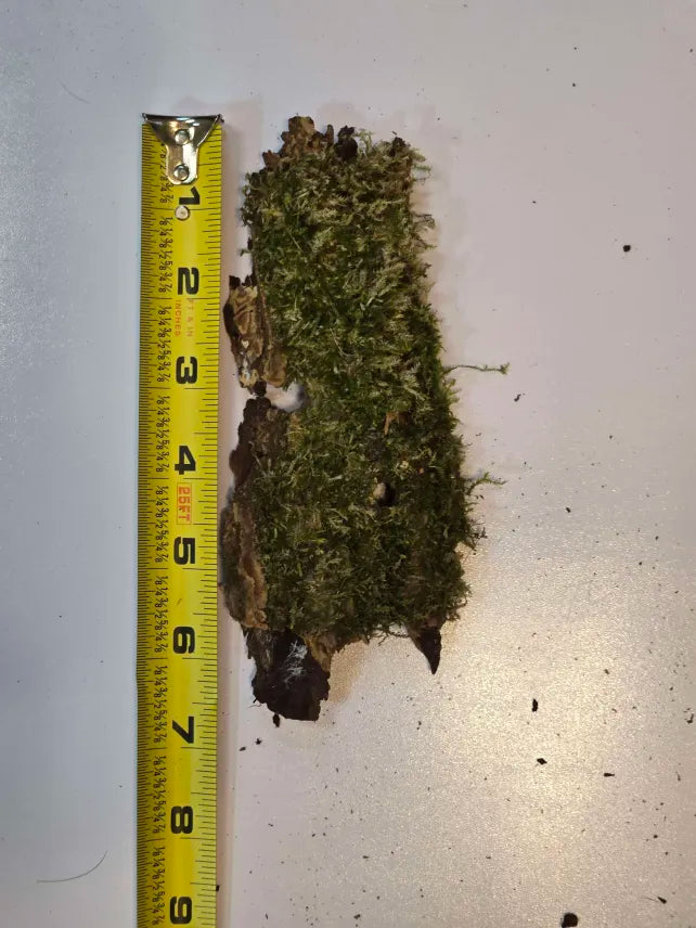 Mossy Bark Hides