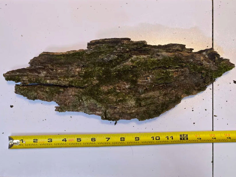 Thick Mossy Bark