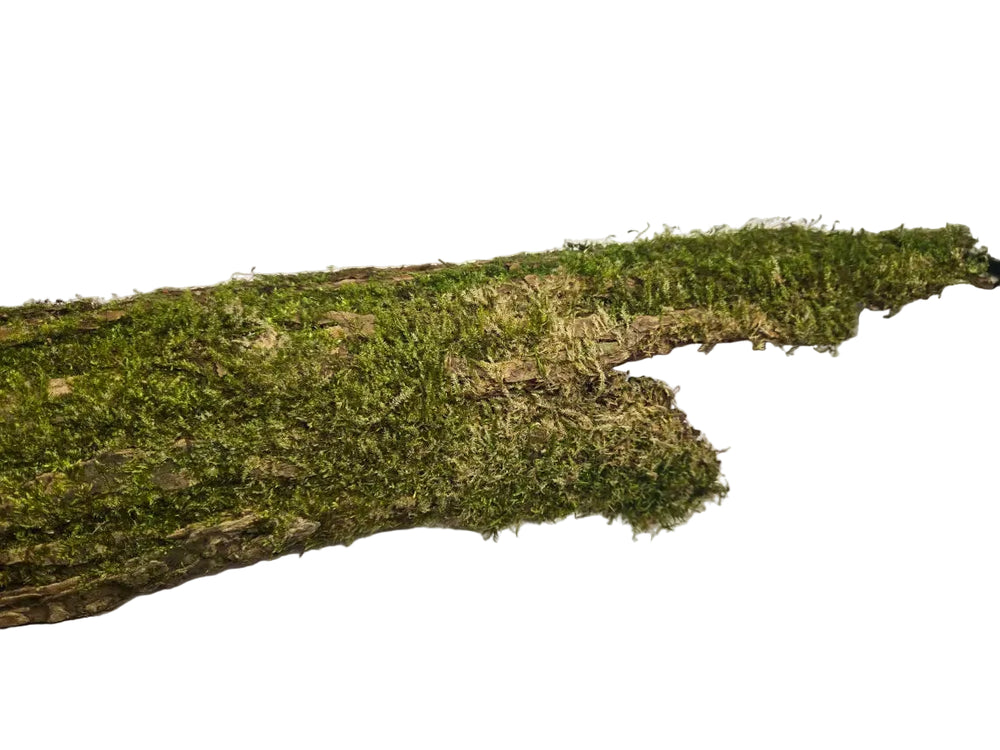 Mossy Bark Hides