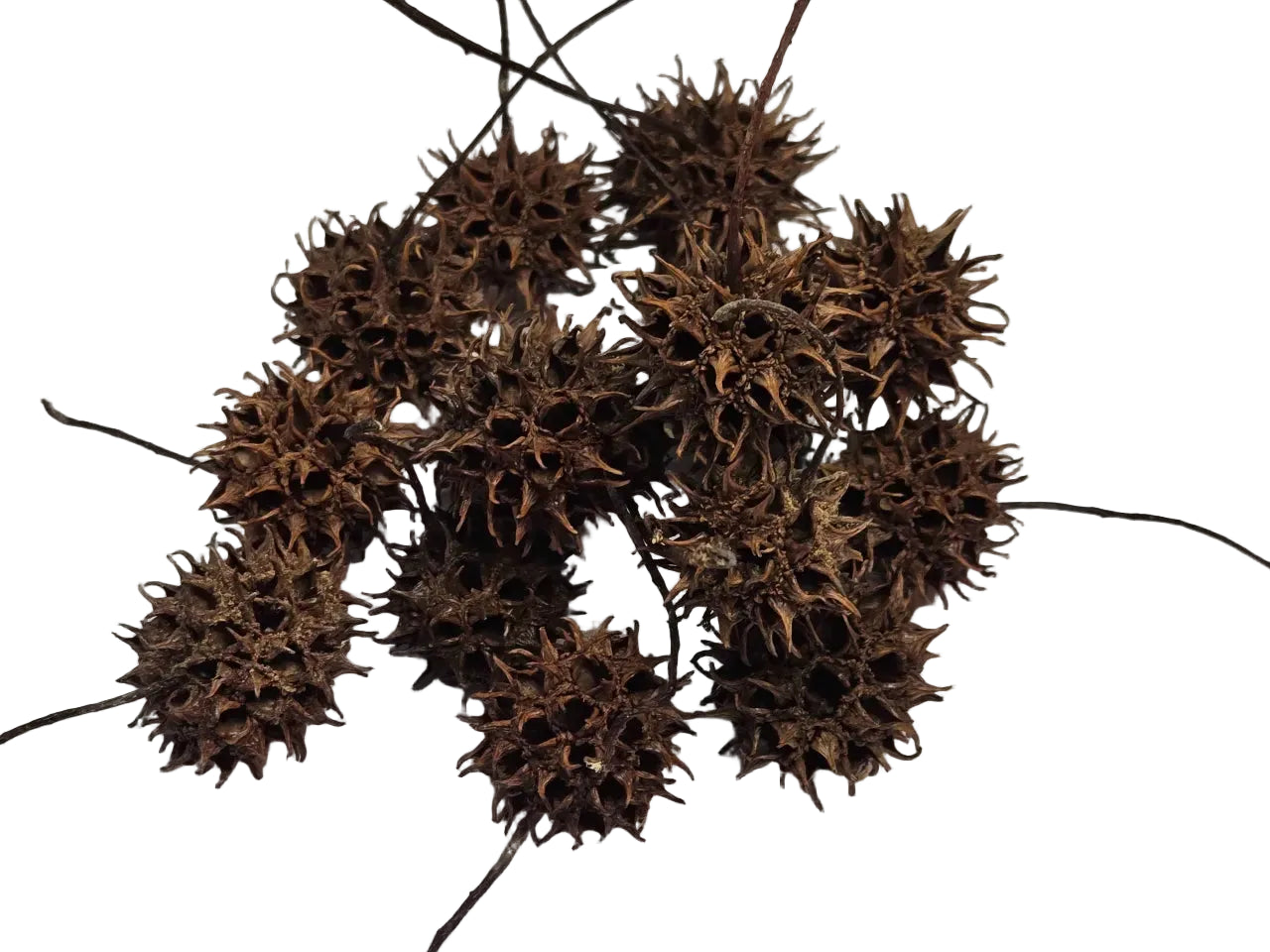 Sweetgum Ball Isopod Hides – Natural Terrarium Decor (Pod Pack)