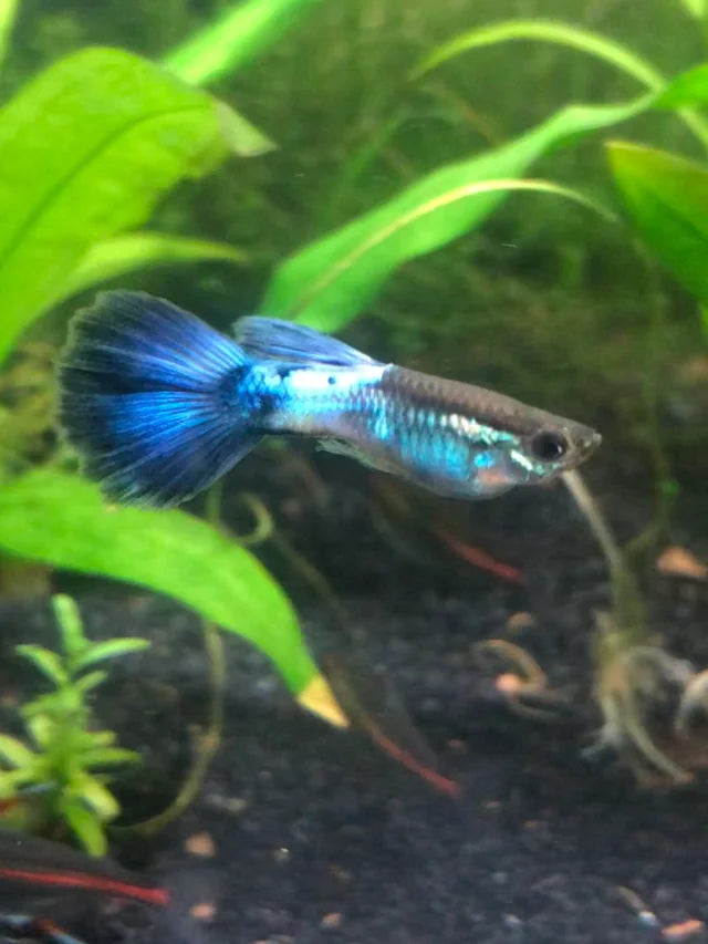 Blue Diamond Guppy 1 X PAIR
