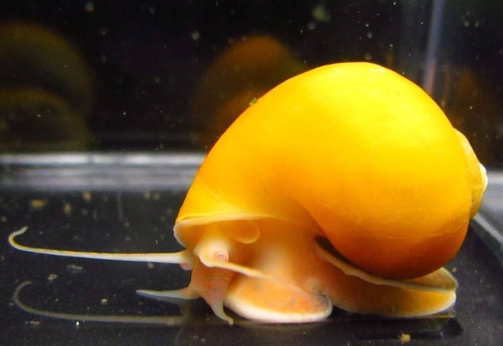 Golden Mystery Snails (Pomacea bridgesii)