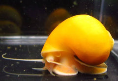 Golden Mystery Snails (Pomacea bridgesii)