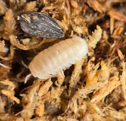 Cubaris Murina Glacier