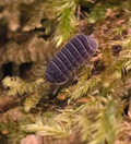 Armadillo tuberculatus